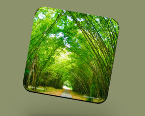 Corkback Coaster (Landscape) Bamboo Cathedral
