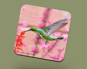 Corkback Coaster (Hummingbird) Black Throated Mango