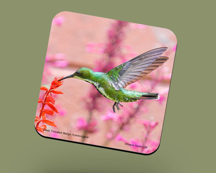 Corkback Coaster (Hummingbird) Black Throated Mango