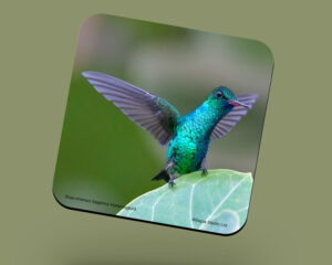 Corkback Coaster (Hummingbird) Blue Chinned Sapphire