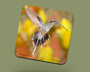 Corkback Coaster (Hummingbird) Green Hermit