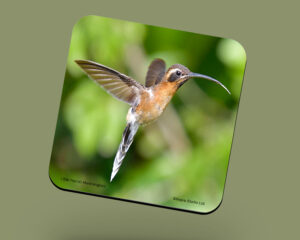 Corkback Coaster (Hummingbird) Rufous Breasted Hermit