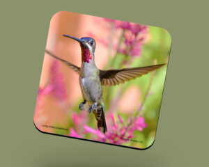 Corkback Coaster (Hummingbird)  Long billed Starthroat