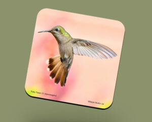 Corkback Coaster (Hummingbird) Ruby Topaz Female