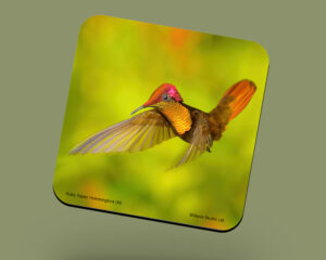 Corkback Coaster (Hummingbird) Ruby Topaz Male