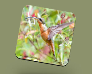 Corkback Coaster (Hummingbird) Rufous Breasted Hermit