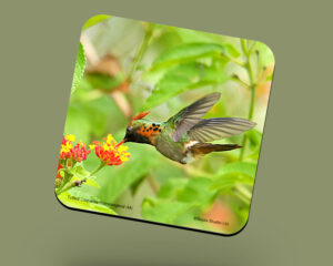 Corkback Coaster (Hummingbird) Tufted-Coquette Male Feeding