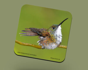 Corkback Coaster (Hummingbird) White-Chested-Emerald Perched 2
