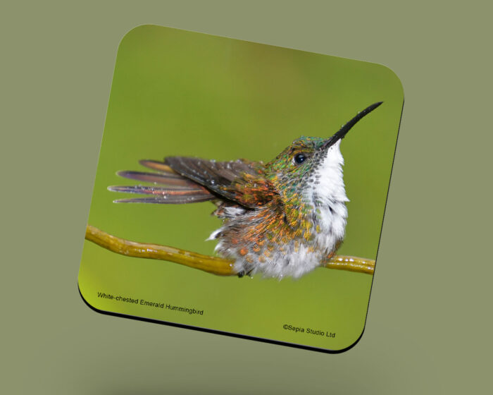 Corkback Coaster (Hummingbird) White-Chested-Emerald Perched 2