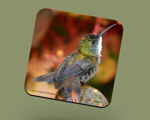 Corkback Coaster (Hummingbird) White-Chested-Emerald Perched