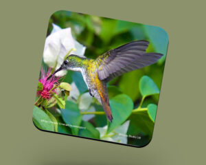 Corkback Coaster (Hummingbird) White-Chested-Emerald Feeding