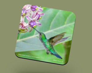 Corkback Coaster (Hummingbird) White-Necked Jacobin