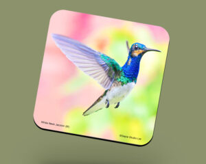 Corkback Coaster (Hummingbird) Jeuvenile White-Necked-Jacobin