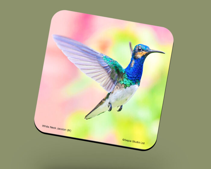Corkback Coaster (Hummingbird) Jeuvenile White-Necked-Jacobin