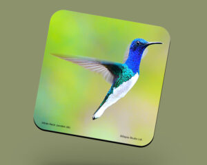 Corkback Coaster (Hummingbird) White-Necked-Jacobin Male