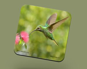Corkback Coaster (Hummingbird) White-tailed Sabrewing Hummingbird
