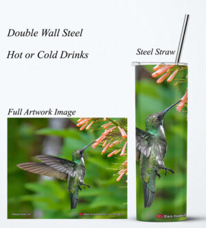Steel Tumbler 20oz ( Hummingbird ) Black throated Mango (F)