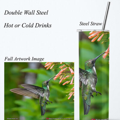Steel Tumbler 20oz ( Hummingbird ) Black throated Mango (F)