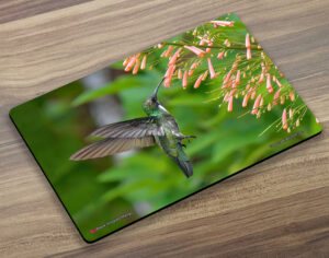 Placemat (Hummingbird) Black Throated Mango (F)