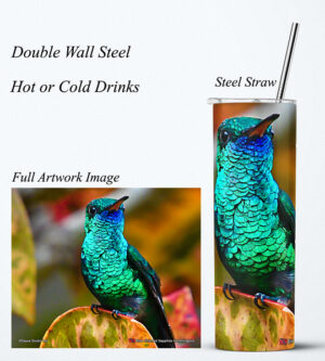 Steel Tumbler 20oz ( Hummingbird ) Blue Chinned Sapphire