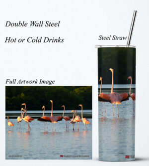 Steel Tumbler 20oz ( Caroni ) Flamingos at Caroni Bird Sanctuary