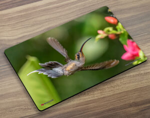 Placemat (Hummingbird) Green Hermit