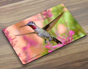 Placemat (Hummingbird) Long Billed Starthroat