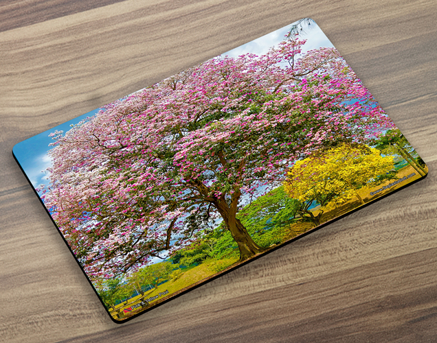 Placemat (Poui) Pink & Yellow Poui