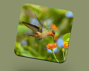 Corkback Coaster (Hummingbird) Tufted-Coquette Female Feeding