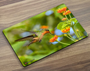 Placemat (Hummingbird) Tufted Coquette (F)