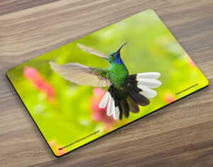 Placemat (Hummingbird) White Tail Sabrewing (M)