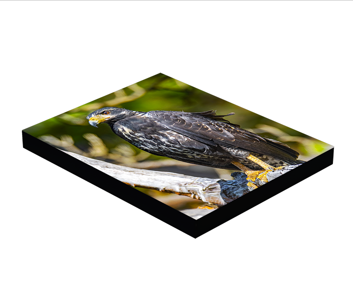 Wildlife Photo Block Mount