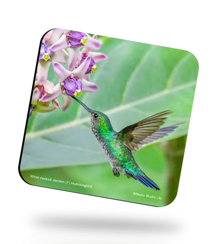 Corkback-Coaster-Hummingbird