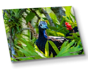 Aluminium Metal Print ( Bird ) Trinidad Piping guan (Pawi)