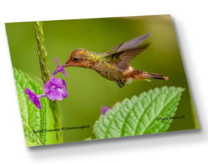 Aluminium Metal Print ( Hummingbird ) Tufted Coquette (F)