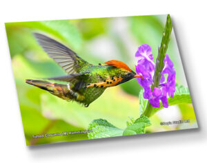 Aluminium Metal Print ( Hummingbird ) Tufted Coquette (M)