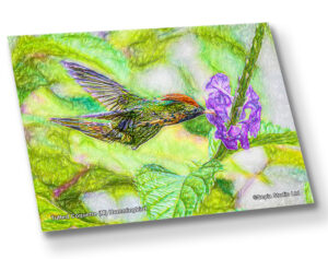 Aluminium Metal Print ( Digital Art ) Tufted Coquette (M) Hummingbird