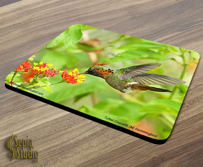 Mousepad ( Digital Art ) Tufted Coquette Male Feeding