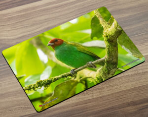 Placemat (Bird) Bay-headed Tanager