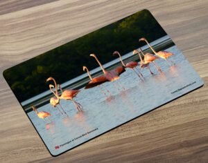 Placemat (Bird) Flamingos in the Caroni Bird Sanctuary