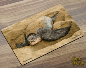 Placemat (Turtle) Leatherback Turtle