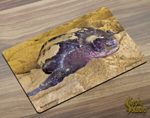 Placemat (Turtle) Leatherback Turtle 2
