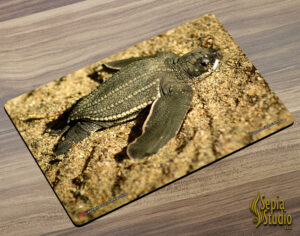 Placemat (Turtle) Leatherback Turtle Hatchling 2