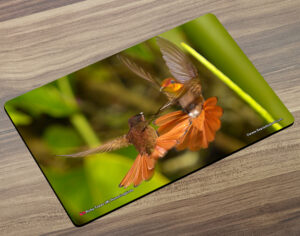 Placemat (Hummingbird) Ruby Topaz Fighting