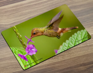 Placemat (Hummingbird) Tufted Coquette Female