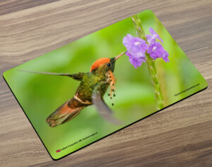Placemat (Hummingbird) Tufted Coquette Male