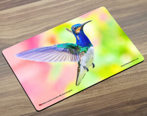 Placemat (Hummingbird) White-necked Jacobin Male