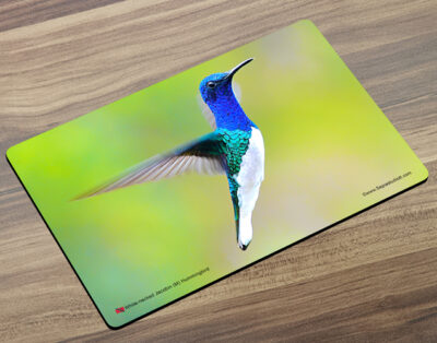 Placemat (Hummingbird) White-necked Jacobin Male