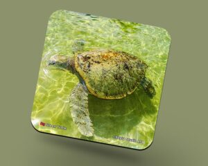 Corkback Coaster (Turtle) Green Turtle