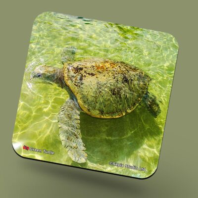 Corkback Coaster (Turtle) Green Turtle